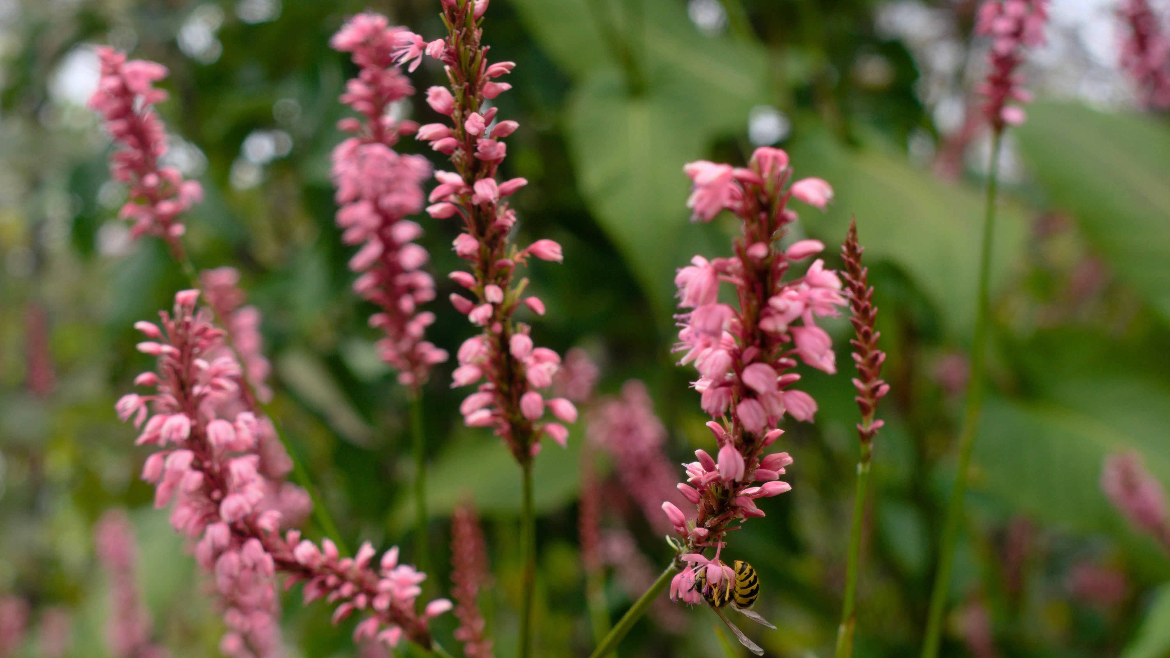 Further Reading on Herbs for Viral Infections