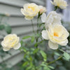 The Lovely Rose