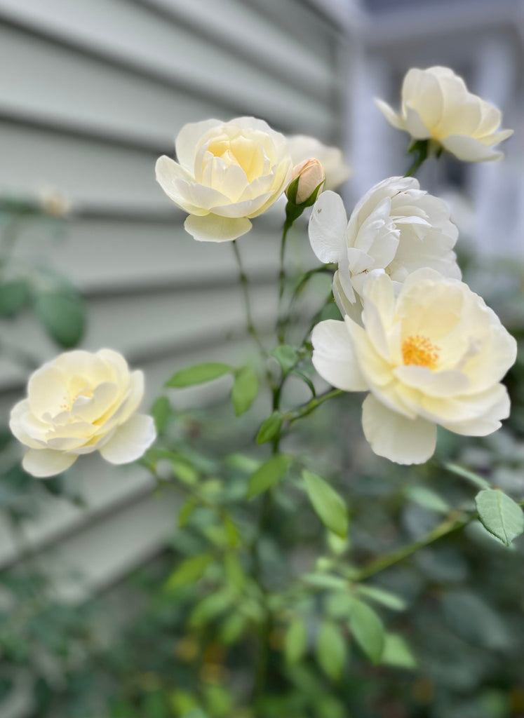 The Lovely Rose