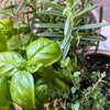 Introduction to Herbalism: Rosemary, Thyme & Basil