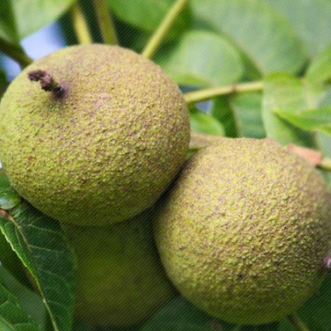 Three green walnuts on a branch with leaves in the background